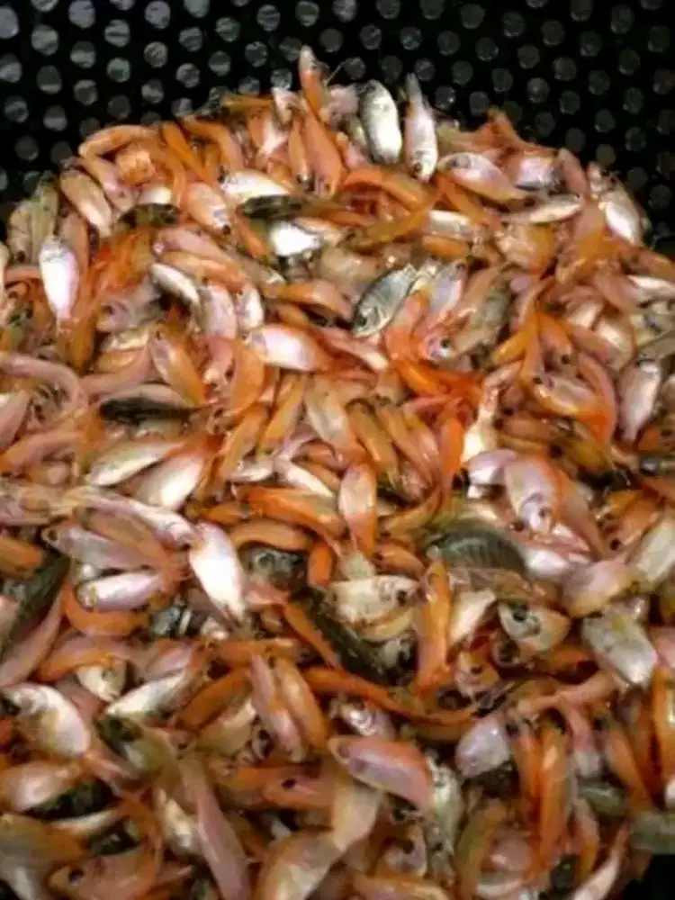 Bibit ikan nila merah UK4-6