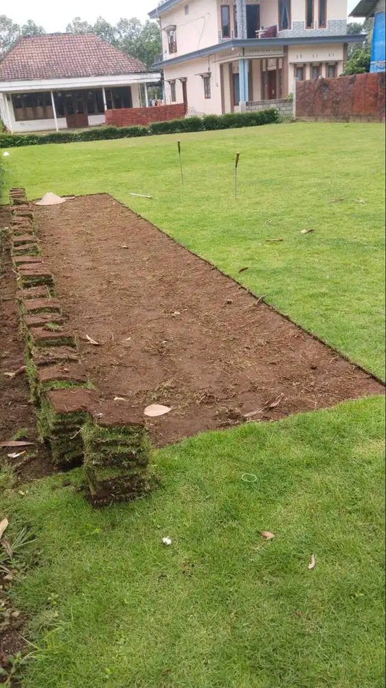 Jual Rumput Gajah Mini Klaten Termurah Siap Kirim