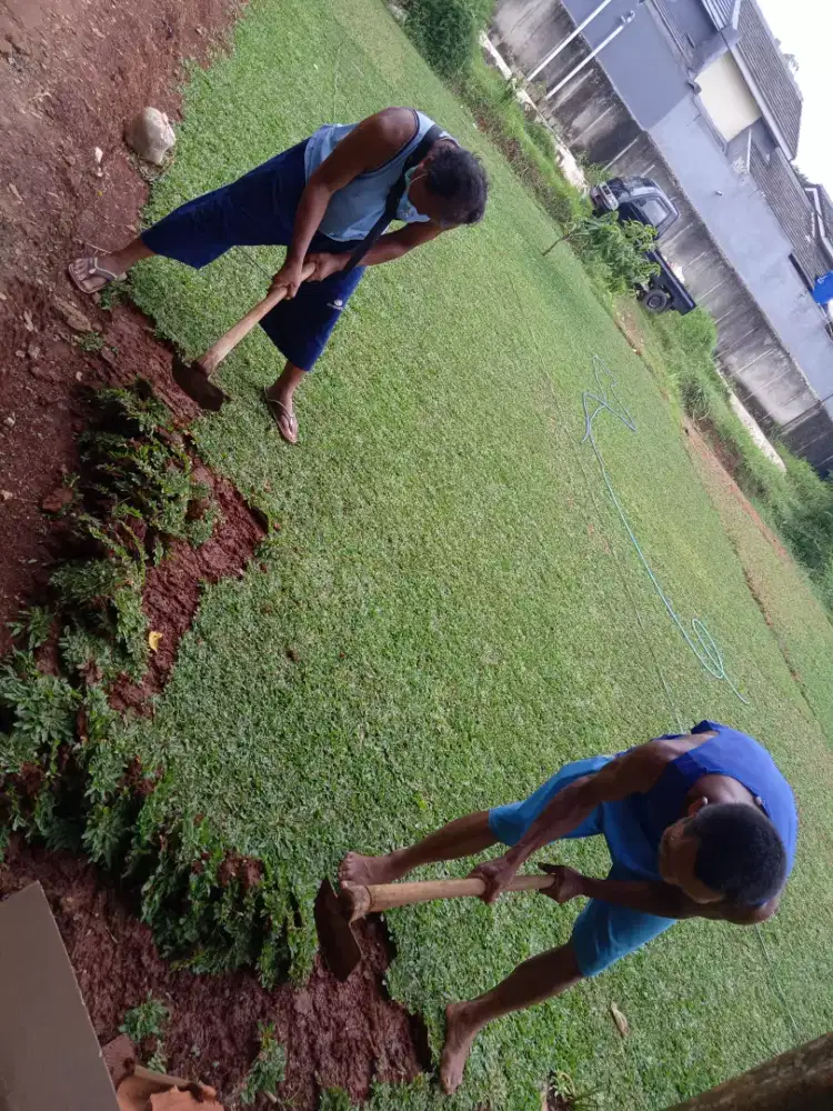 Rumput gajah mini super halus