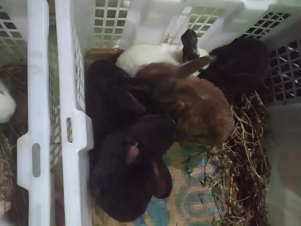 Jual anakan Rex lokal borongan