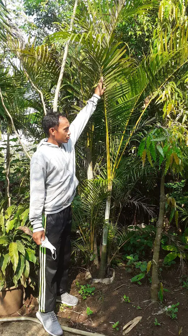 Pohon palem kuning ukuran 2 meter