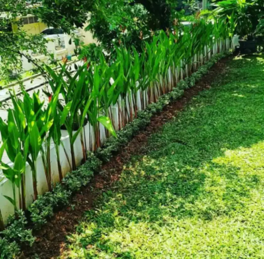 Tukang taman bilabong kemang