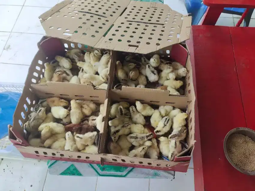 Doc/bibit ayam elba kampung petelur super