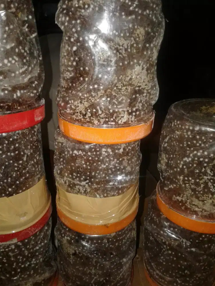 semut rangrang bibit kroto super