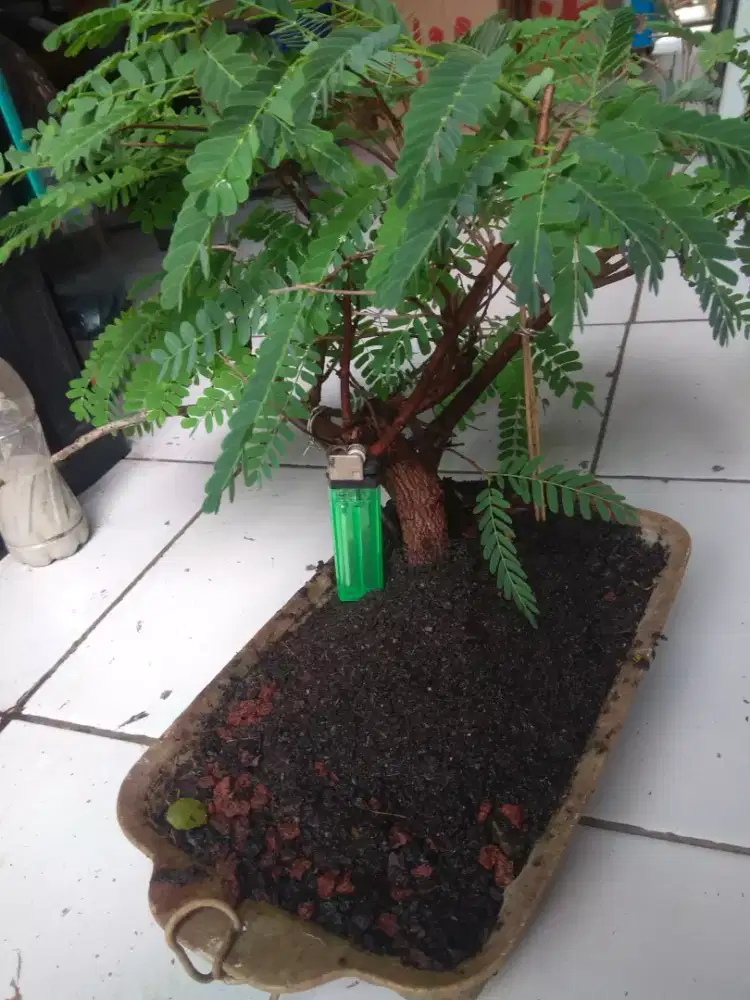 Bonsai asem jawa  rimbun  ± 30cm