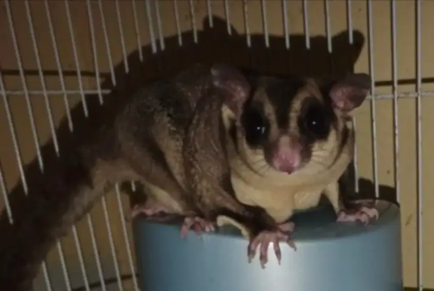 Sugar glider dewasa usia 12 bulan