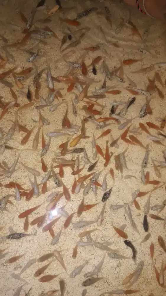 ikan molly warna warni uk 2-3cm