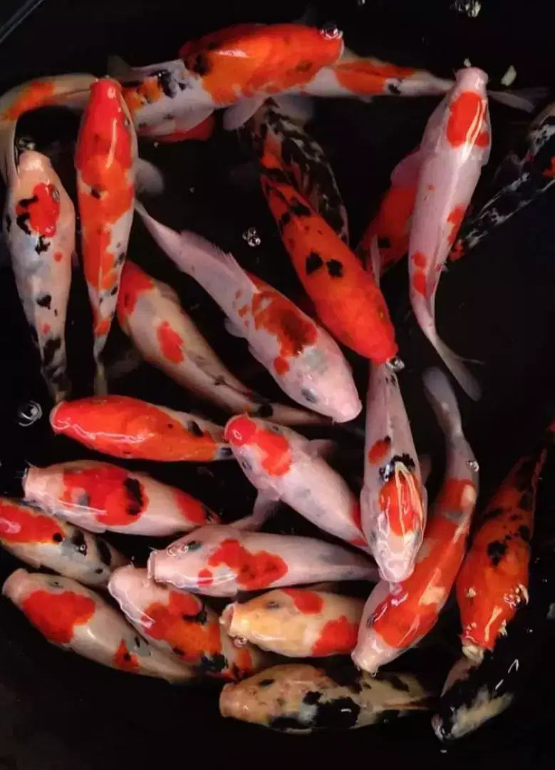 Ikan hias ( koi ) ukuran 20-25 cm.