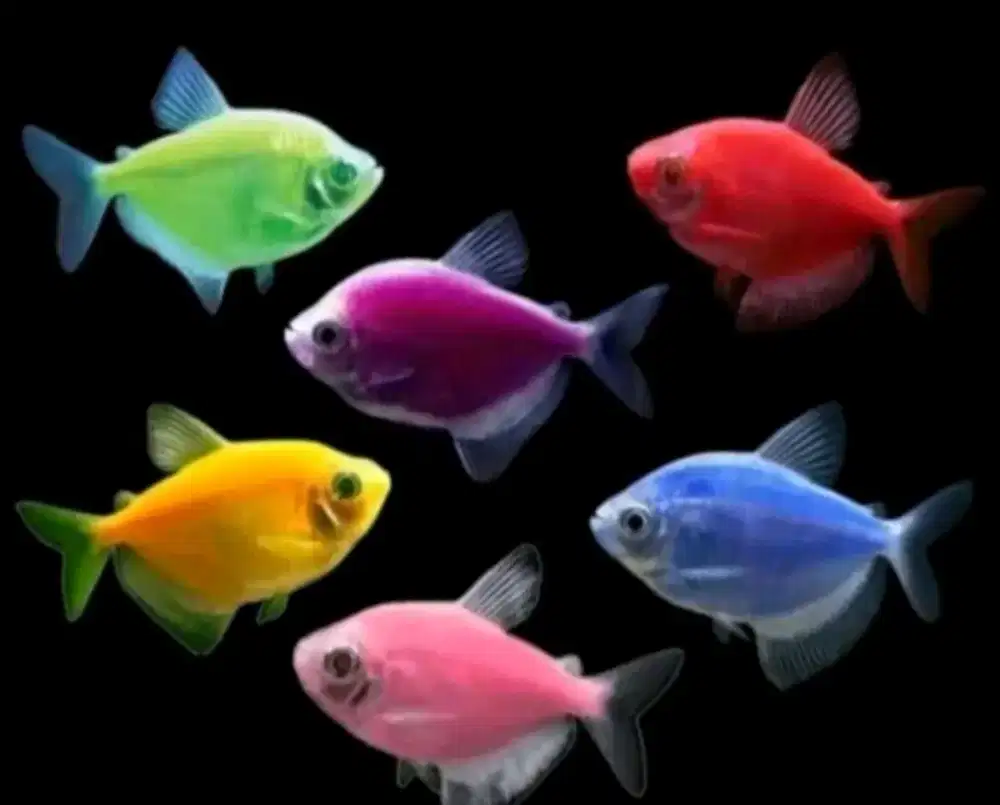 Ikan glow fish lengkap warna
