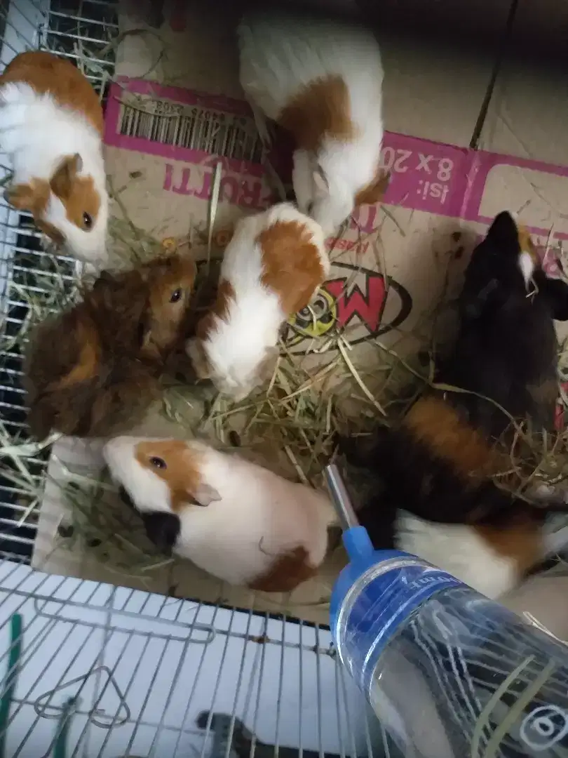 Hewan peliharaan marmut guinea