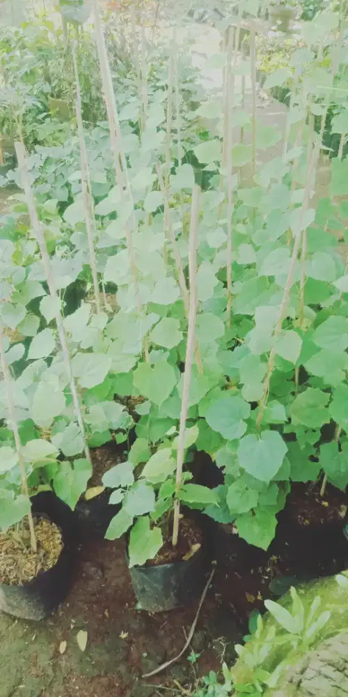 Bunga tumbergia tanaman rambat