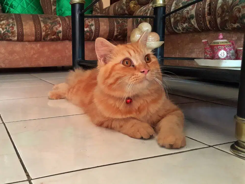 JASA PACAK Persia Medium Red Tabby (Bekasi Utara)