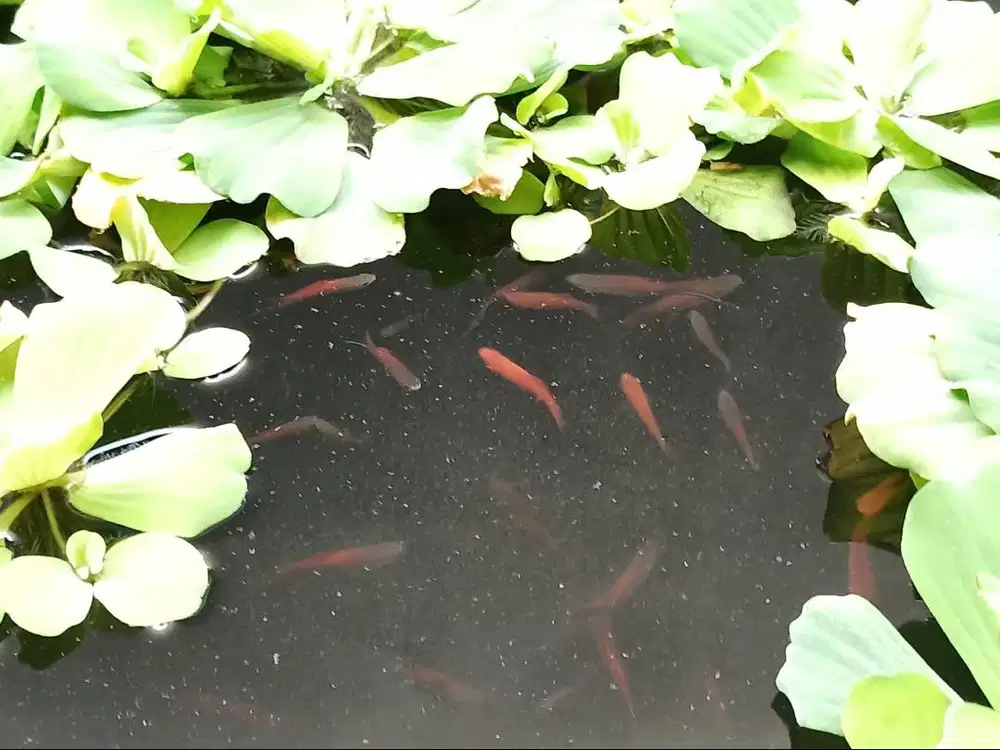 Ikan platty platy platis pedang merah