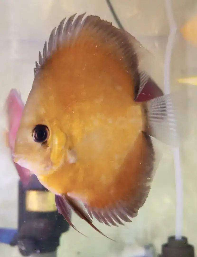 Size 4in Ikan Discus Golden / Yellow