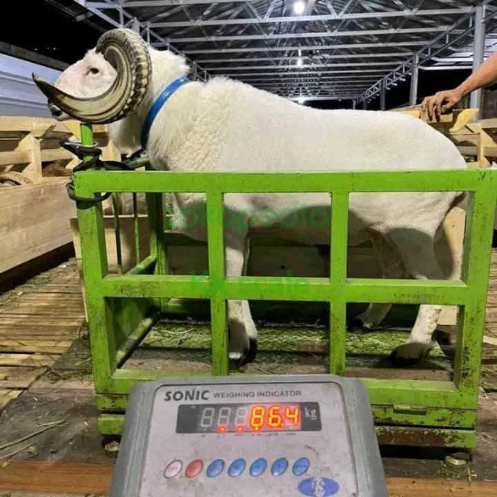 Timbangan domba