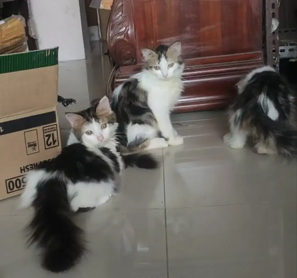 Kucing persia 3 ekor borongan