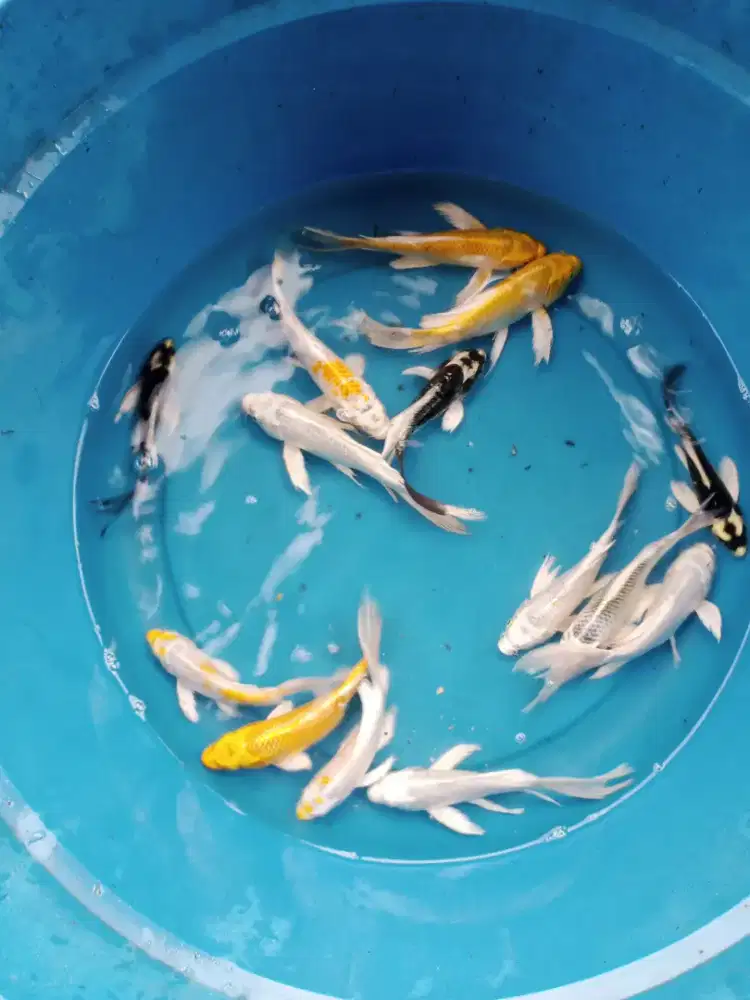 Koi platinum, kohrasu,