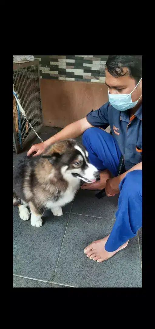 Grooming kucing anjing panggilan