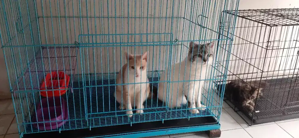 Penitipan kucing