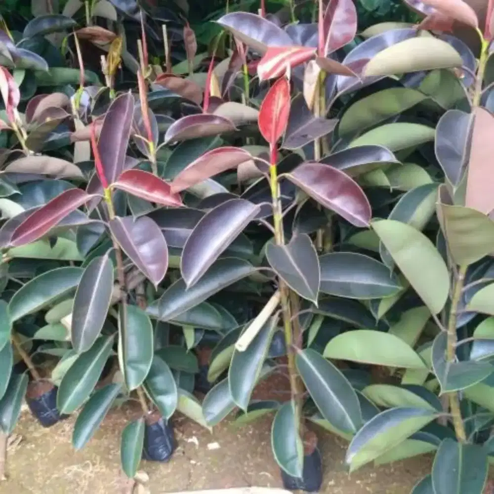 Jual pohon karet kebo