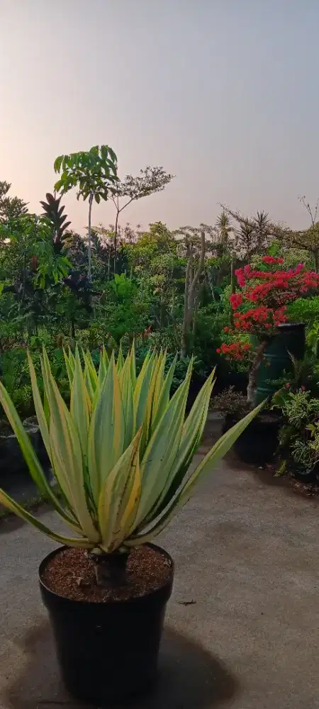 Jual Tanaman Hias [ minimal order 5 juta ]