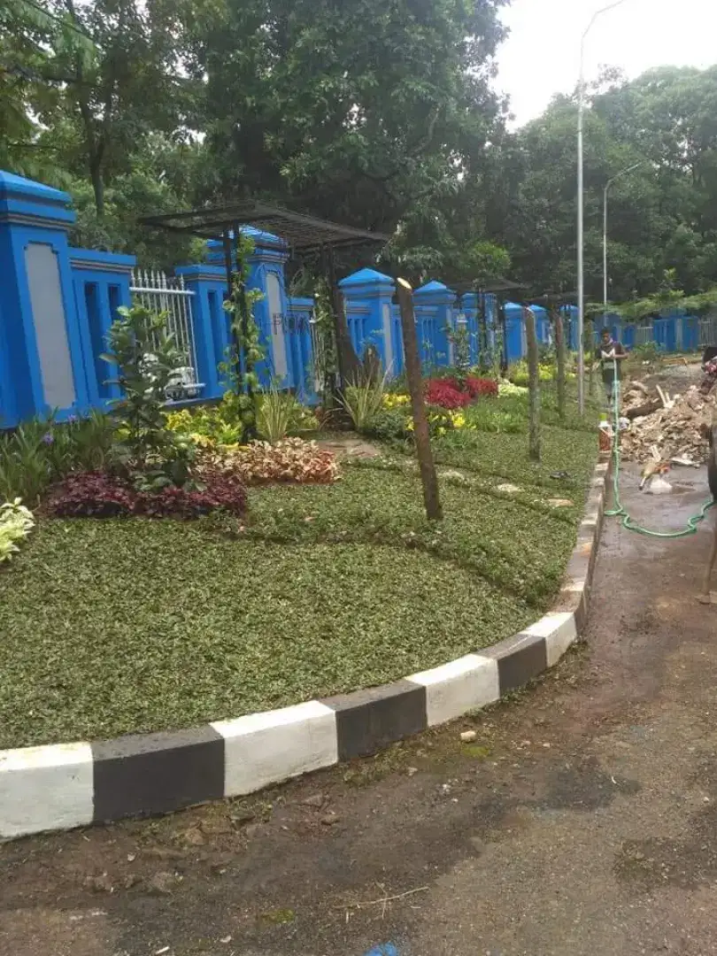 Penyedia Rumput hias Taman dan Lapangan kolaka