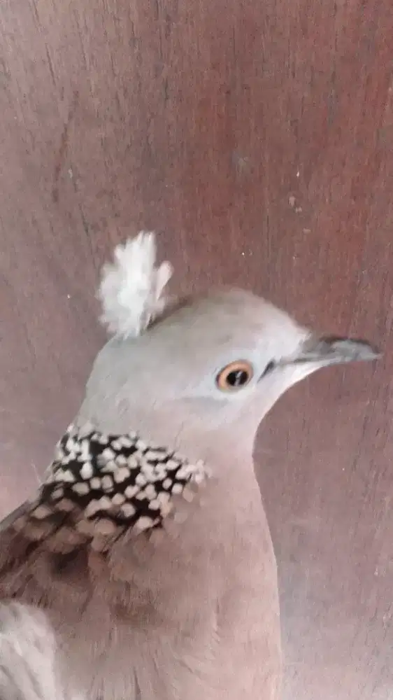 Derkuku jambul lokal alam