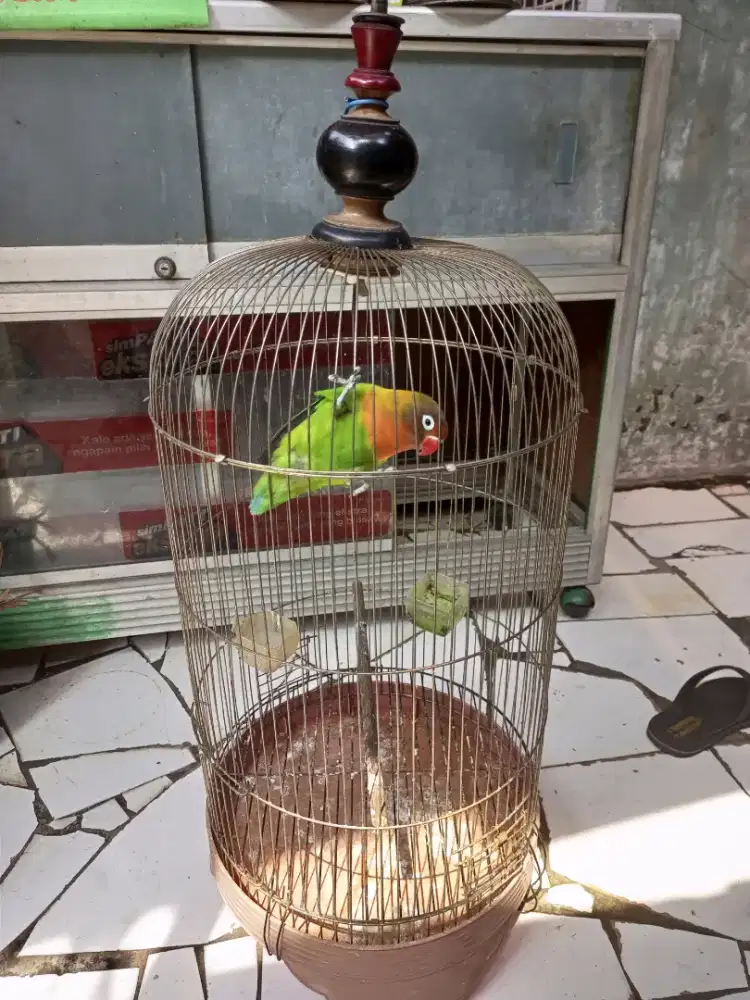 Kandang murah meriah