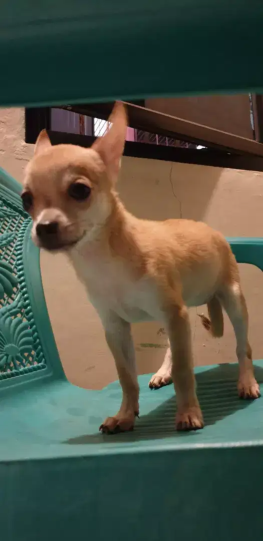 Chihuahua 2 bln