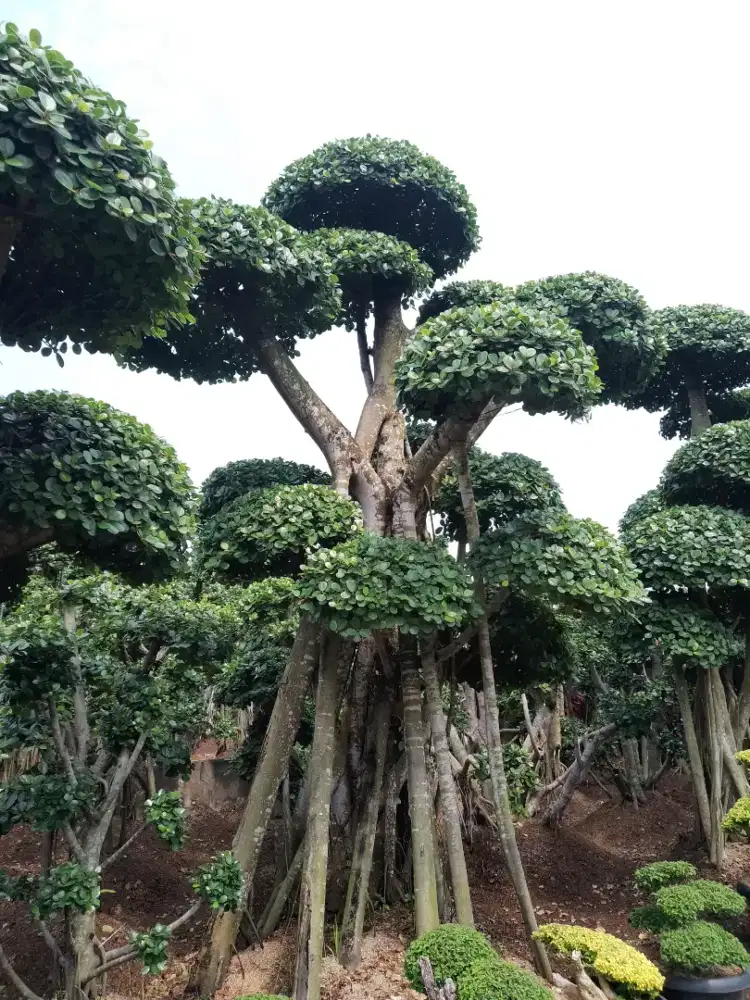 Pohon bonsai beringin korea besar/ Jasa pembuatan taman/ tukang taman