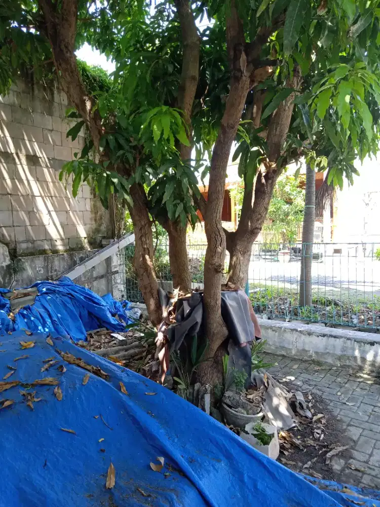 Pohon mangga jenis okyong