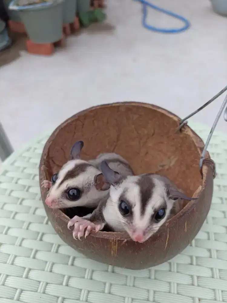 Sugar Glider White Face