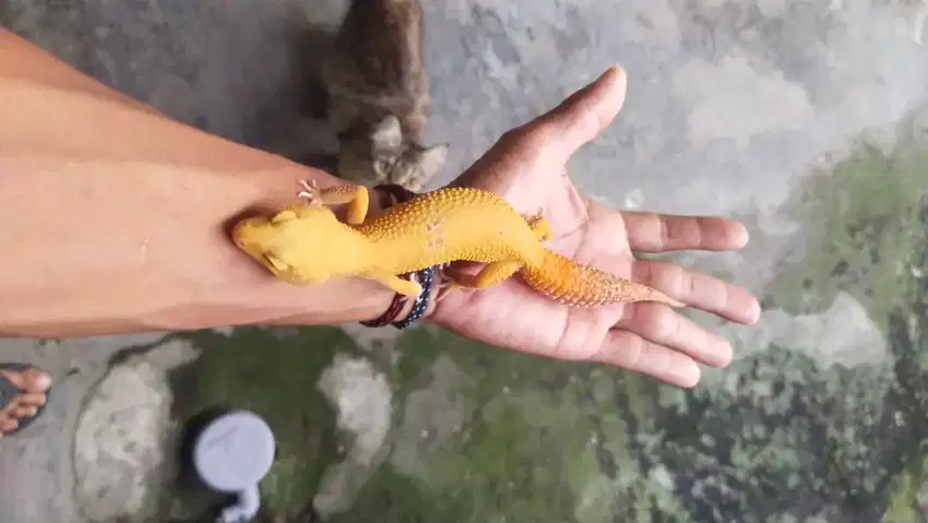 Leopard gecko female