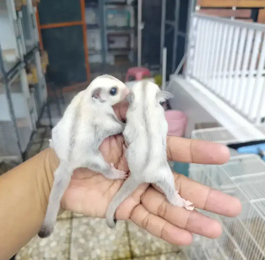 sugar glider platinum jantan betina