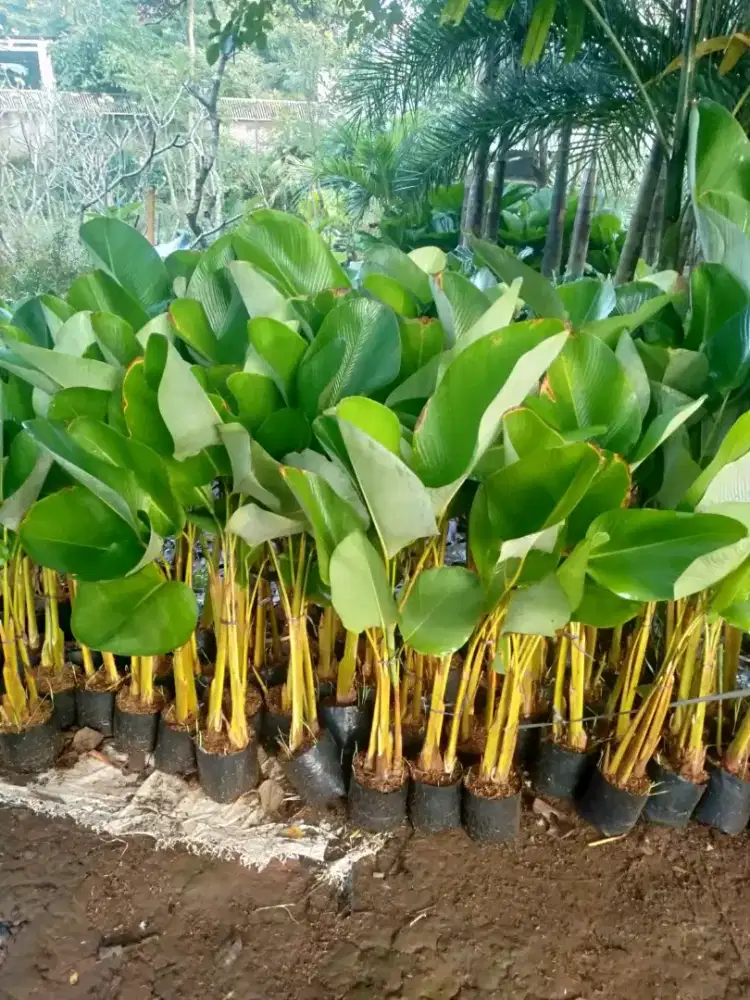 Jual pohon pisang calatea