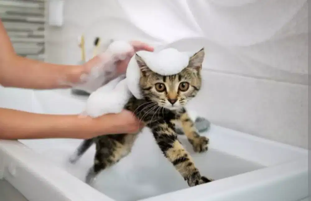 Grooming kucing panggilan Bandung