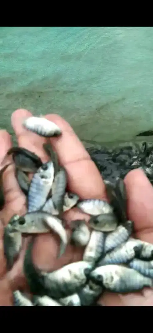 Bibit ikan nila hitam unggulan kekar