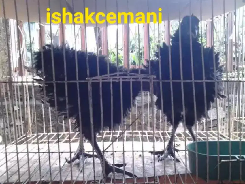 Ayam Cemani Walik Remaja Beli Jantan Gratis Betina Murah