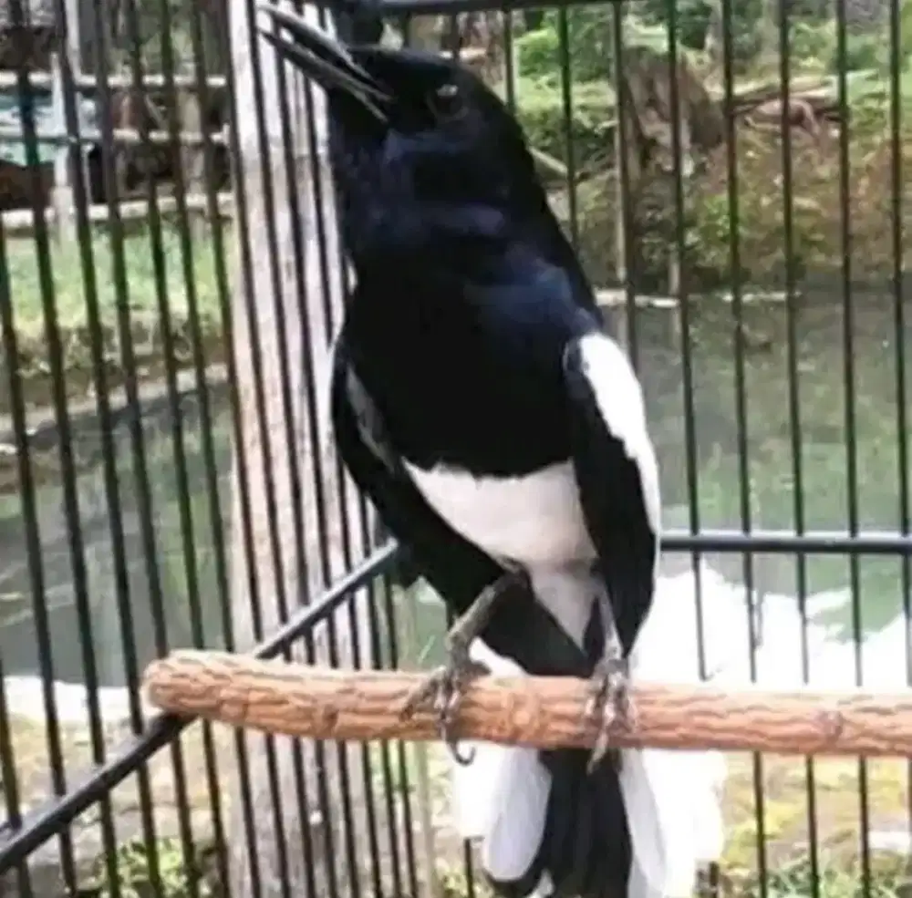 Burung Kacer Jabar Jinak Gacor Dorrr harga NETTT