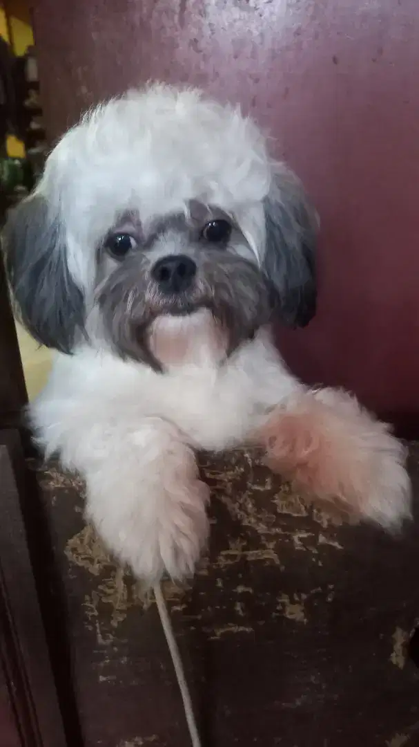 Anjing shihtzu sitzu sitsu