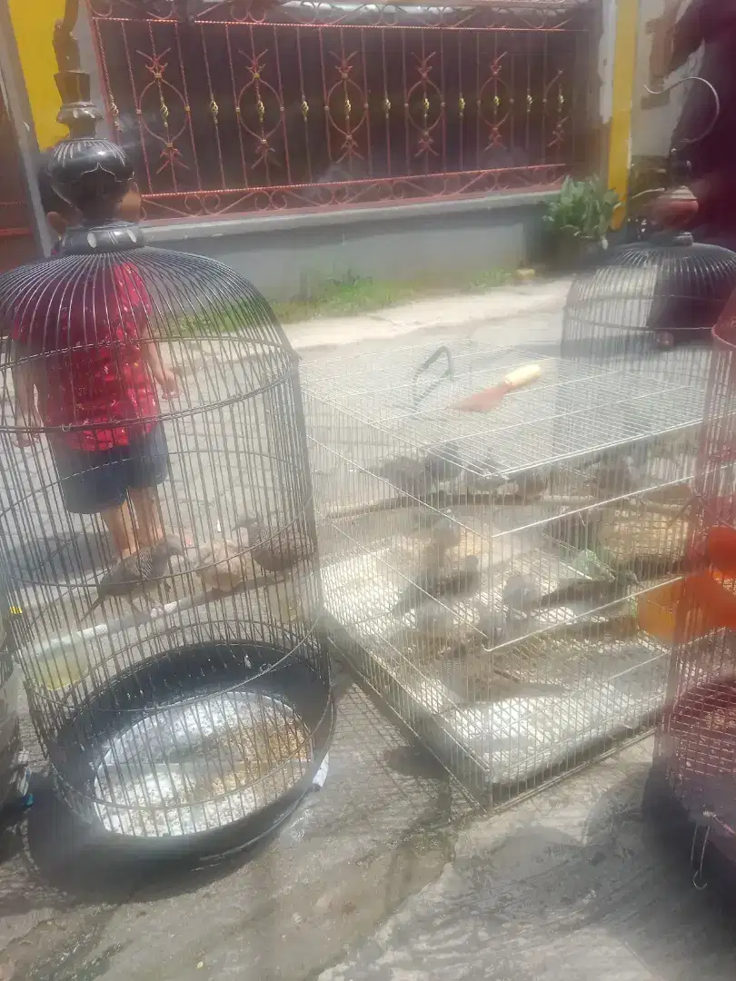 Jual burung perkutut lokal perekorny 85k