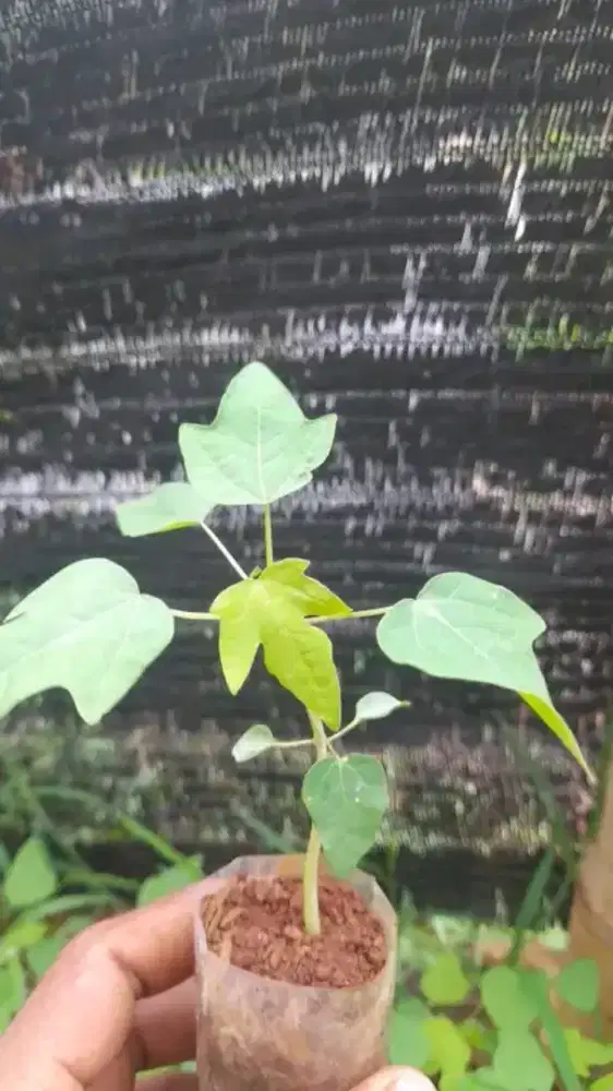 BIBIT PEPAYA CALIFORNIA/POHON PEPAYA CALIFORNIA/BIBIT POHON CALIFORNIA