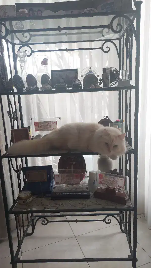 Penitipan kucing catsroom bisa antar jemput
