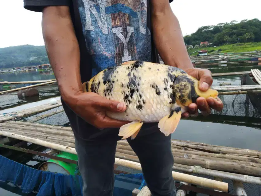 KOI Bahroan (Ikan mas warna)