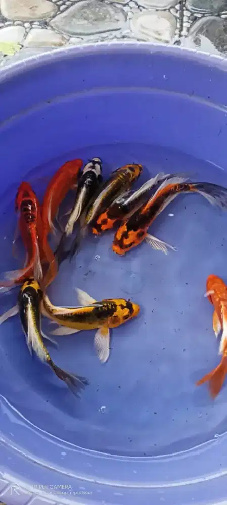 Koi warna / pelatinum paket ukuran 17-20cm
