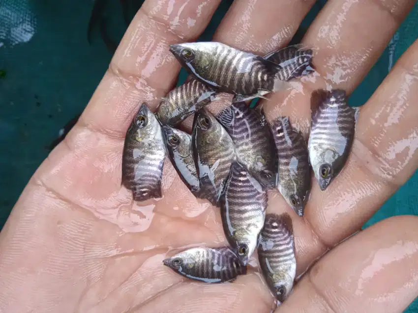 Bibit ikan gurame