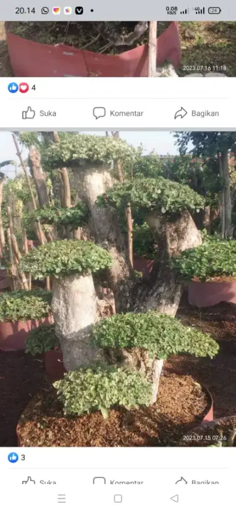 Suplyer tanaman bonsai