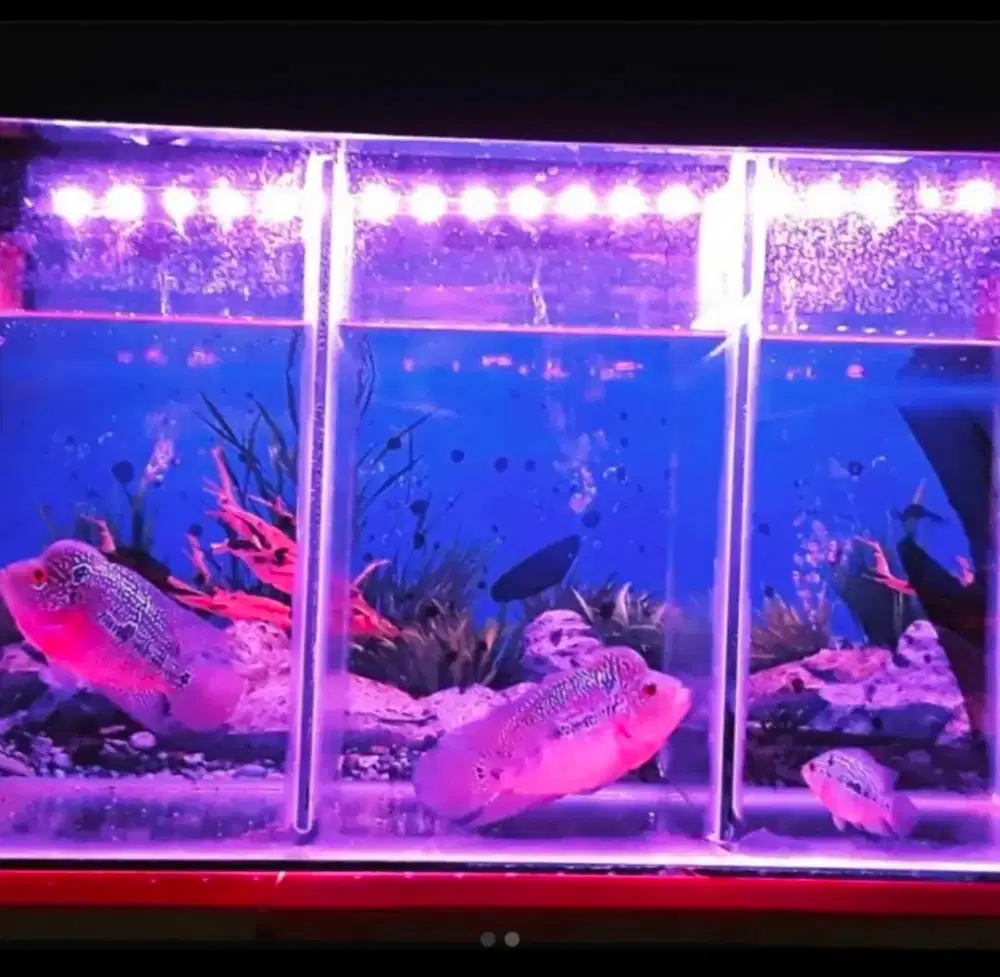 Aquarium 3sekat kaca 70x25x30cm tebal 5mm free wallpaper 2 sisi murah