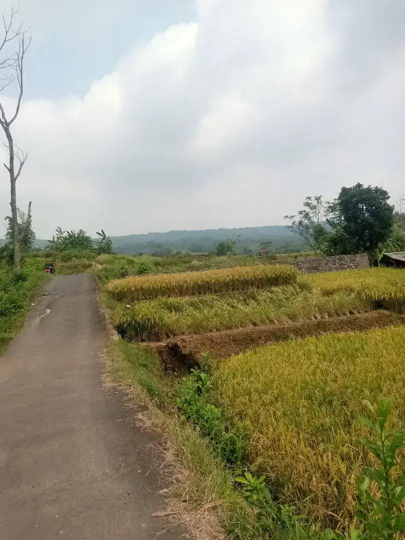 Sawah air sepajang tahun mengalir