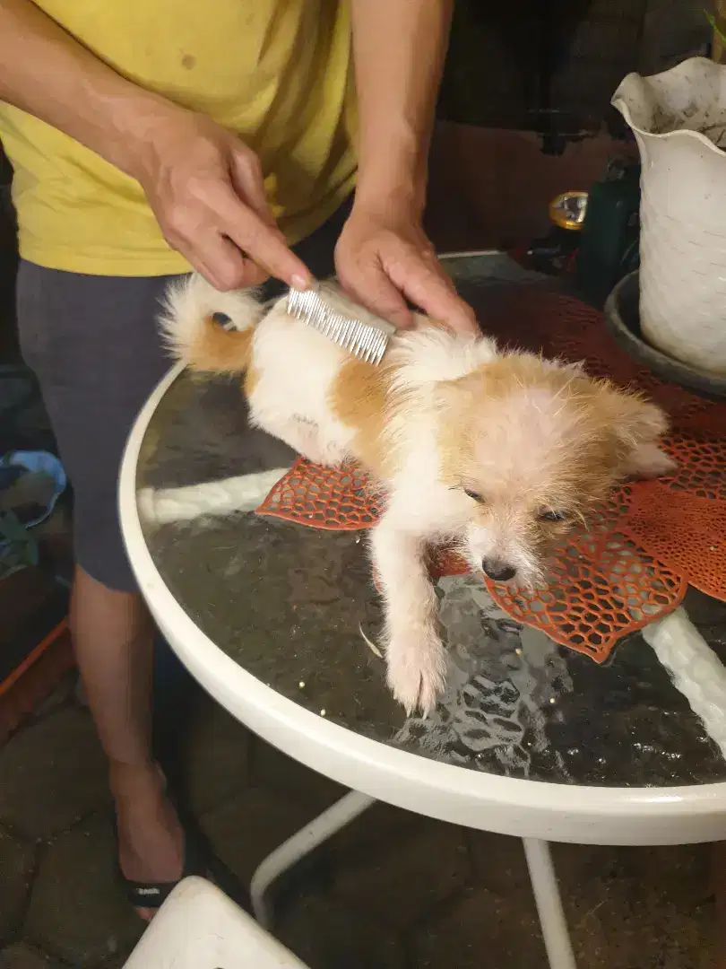 BELI 1 GRATIS 1 PROMO Shitsu,pomeranian,minipom,maltese chihuahua